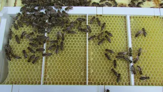 ошибки при постановки вощины - как настроить рамок и не навредить пчелам