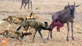 Tragic End For Cubs! Wild Dogs Attack The Wildebeest