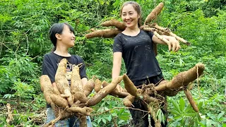 Harvest cassava tubers at the garden to dry and preserve - Loc Thi Huong