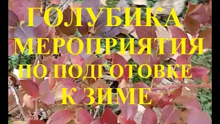 Голубику готовлю к зиме. Нужен ли голубике влагозарядный полив и мульчирование на зиму.