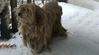 After many years served his owner, he was abandoned with worst matted fur and suffered tumors..