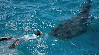 Swimming with a MASSIVE 30ft Shark!!