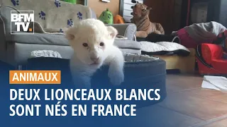 Ils s'appellent Nala et Simba, ces deux lionceaux blancs sont nés en Normandie