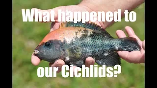 Into the Mind of Madness: What happened to our Cichlids?