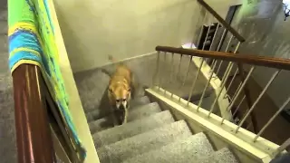 Dog scared by cat's ghost, walks up stairs backwards