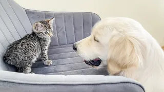 Golden Retriever Reacts to Tiny Kitten in Chair (So Funny!!)