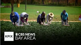 Bay Area farmworkers and the challenges they face