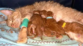 MAINE COON MELISSA GOT SICK AFTER GIVING BIRTH / Feeding kittens