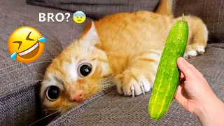 🤣 Funniest Cat And Dog Videos 2024 Part 9 🤣 -  You Laugh You Lose 😅 - Funny Animals 😂