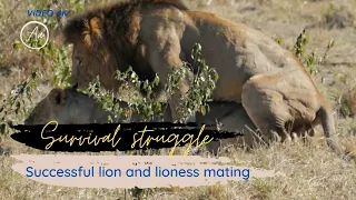 Successful lion and lioness mating -  vidéo 4k