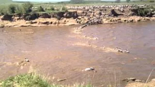 Crocodiles Attack Zebras Crossing the Mara River | Kenya