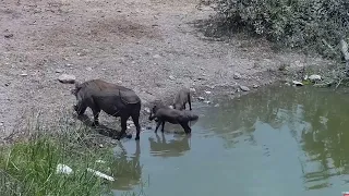 Warthogs runs from spotted hyena -Africam Sighting - Rosie's Pond Cam- (January 18 2023)