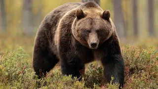 आपण अस्वल पाळीव करू शकतो का? #viral #shorts #short #youtubeshorts #trending #trend #wildlife #bear