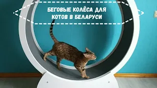 Беговые колёса для котов в Беларуси