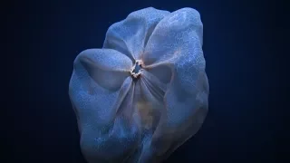 Shapeshifting Deepstaria Jelly | Nautilus Live