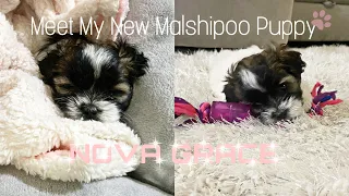 Bringing My New Malshipoo Puppy Home!! |VLOG|