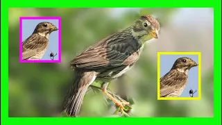 Corn Bunting Song! Corn Bunting Sound! Corn Bunting Call! - Triguero Canto - Miliaria Calandra