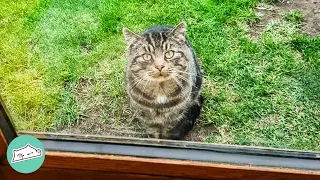 Stray Cat Visits Family's Garden For Years, Now He’s Their Boy | Cuddle Buddies