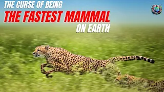 The Cheetah Curse: How Speed Can Kill Them Quickly