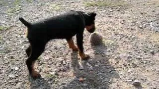 3month jagdterrier vs. hedgehog