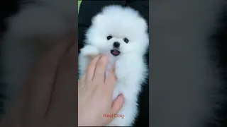 【Compilation】Dog Pet Puppy Pomeranian Grooming Teddy bear style ! dogs story! #short 53