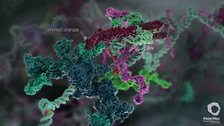 What Goes Wrong in Cancer? A Peter Mac bio-animation by Dr Maja Divjak