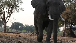 Extremely close, Awesome experience, Elephant Mana Pools- wild bull elephant approaches us so close.