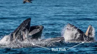 Year Round Whale Watching | Monterey Bay