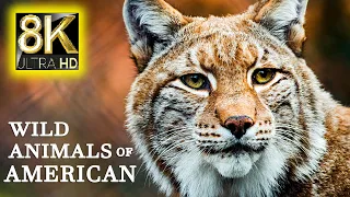 Wild Animals Of American In 8K ULTRA HD - Wildlife & Animals With Real Nature Sounds