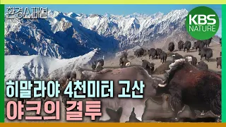 히말라야 4천미터 고산에서 벌어지는 야크의 결투  [공사창립특집 KBS 대기획 (23.5) 4부 – 호흡은 깊게, 고산] / KBS 20200326 방송