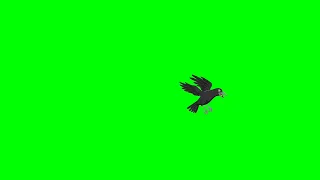 Flying Crow Green Screen Character|FOR CARTOON KAHANI