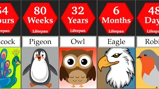 Comparison: Birds Life Span | DataRush 24