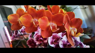 Орхидеи ОТ ЛЮБВИ ДО НЕНАВИСТИ.