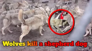 Wolves attack and devour a shepherd dog!!!