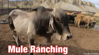 Chasing Brahman Cows On Mules; Mule Ranching Vlog #4