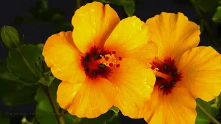 Красивые цветы таймлапс | Сказочный мир живой природы | Time-Lapse: watch the flowers bloom
