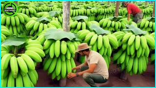 The Most Modern Agriculture Machines That Are At Another Level , How To Harvest Bananas In Farm ▶1