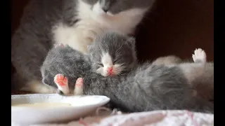 Day 10 after birth - Baby Kittens Yawns