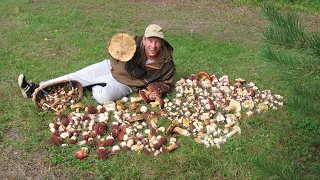 I'M IN SHOCK! Crazy harvest OF PORCINI MUSHROOMS This happens ONCE EVERY 20 YEARS. Porcini mushrooms