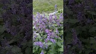 Taubenschwänzchen (Macroglossum stellatarum) - slow motion - Zeitlupe