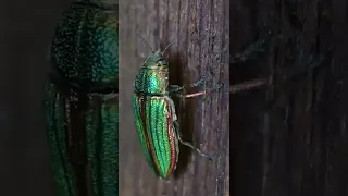golden jewel beetle, best looking bug? #shorts #nature #insects
