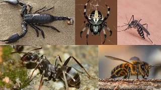 Sound Effects (5 DEADLY INSECTS)