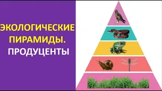 1. Экологические пирамиды. Продуценты