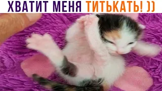 ХВАТИТ МЕНЯ ТИТЬКАТЬ! ))) Приколы с котами | Мемозг 1226