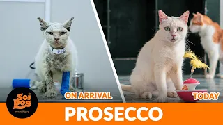 From Gollum to Goddess. The story of one street cat's amazing before and after.