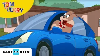 Tom i Jerry Show | Gdy Spike'a nie ma… | Cartoonito