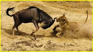 15 Times Lions Messed With The Wrong Opponent