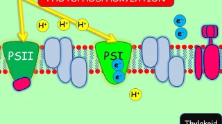 The light-dependent stage of photosynthesis