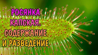 РОСЯНКА КАПСКАЯ Drosera capensis. УХОД И РАЗМНОЖЕНИЕ