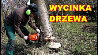 Wycinka dużego drzewa pilarką. Użycie klina. Jak ściąć drzewo.